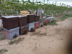 Colmenas de abejas en un campo de Aguilar del Río Alhama