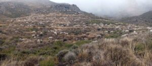Rebaño de ovejas en las montañas de Aguilar del Río Alhama