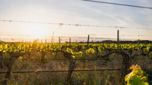 Atardecer en un viñedo de Pago La Jaraba con uvas verdes
