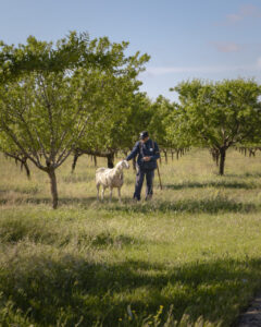 Pastor cuidando de su oveja en un campo de La Mancha