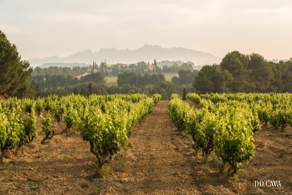 Vista de viñedos de la D.O. Cava en un paisaje montañoso