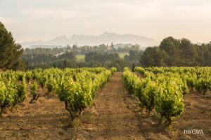 Vista de viñedos de la D.O. Cava en un paisaje montañoso
