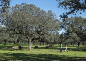 Personas caminando entre cerdos ibéricos en la dehesa de Extremadura