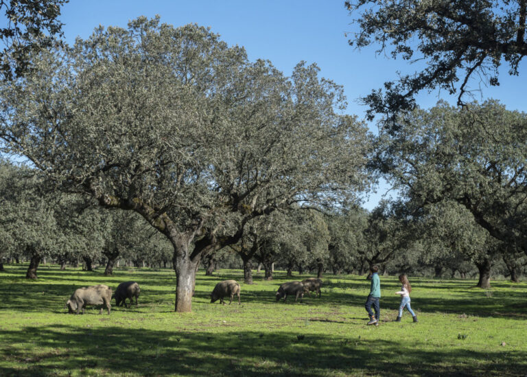 Personas caminando entre cerdos ibéricos en la dehesa de Extremadura