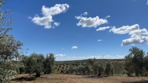 Paisaje de olivares en Madrid bajo un cielo azul con nubes