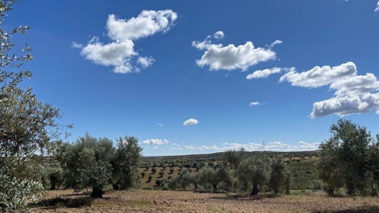 Paisaje de olivares en Madrid bajo un cielo azul con nubes