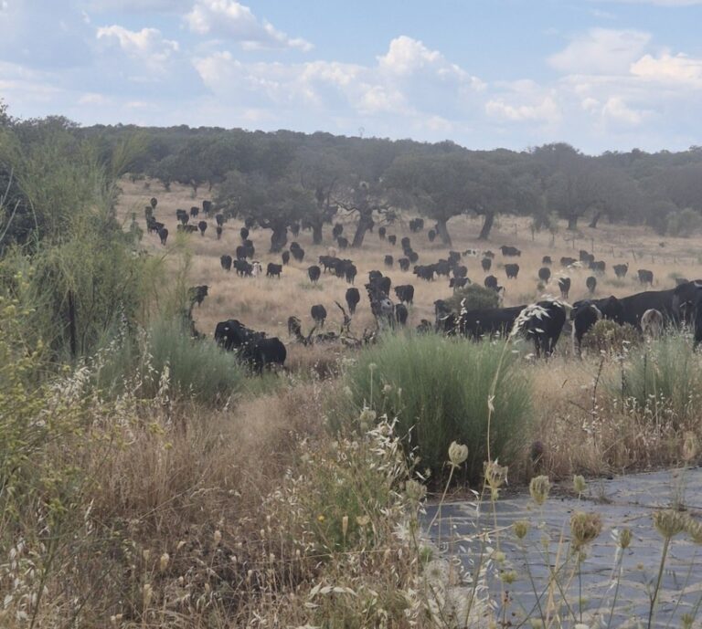 Rebaño de vacas avileñas en un paisaje de dehesa