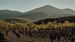 Viñedos de la D.O. Cariñena con montañas al fondo