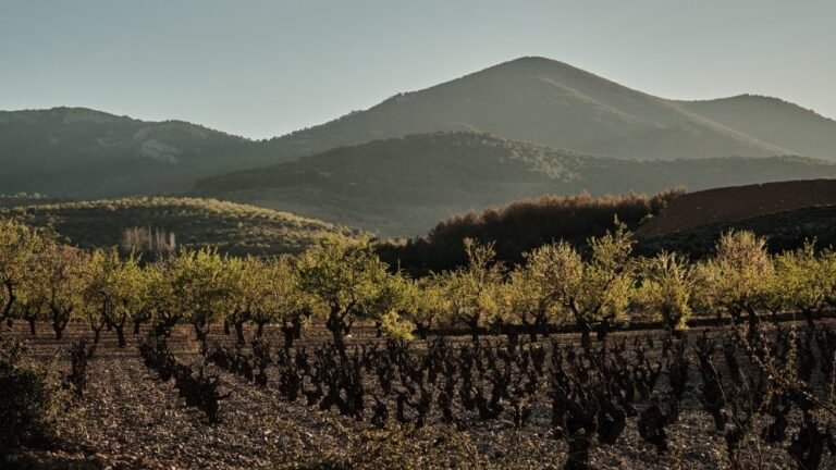 Viñedos de la D.O. Cariñena con montañas al fondo
