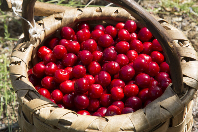Cesta de picotas rojas recién cosechadas del Valle del Jerte