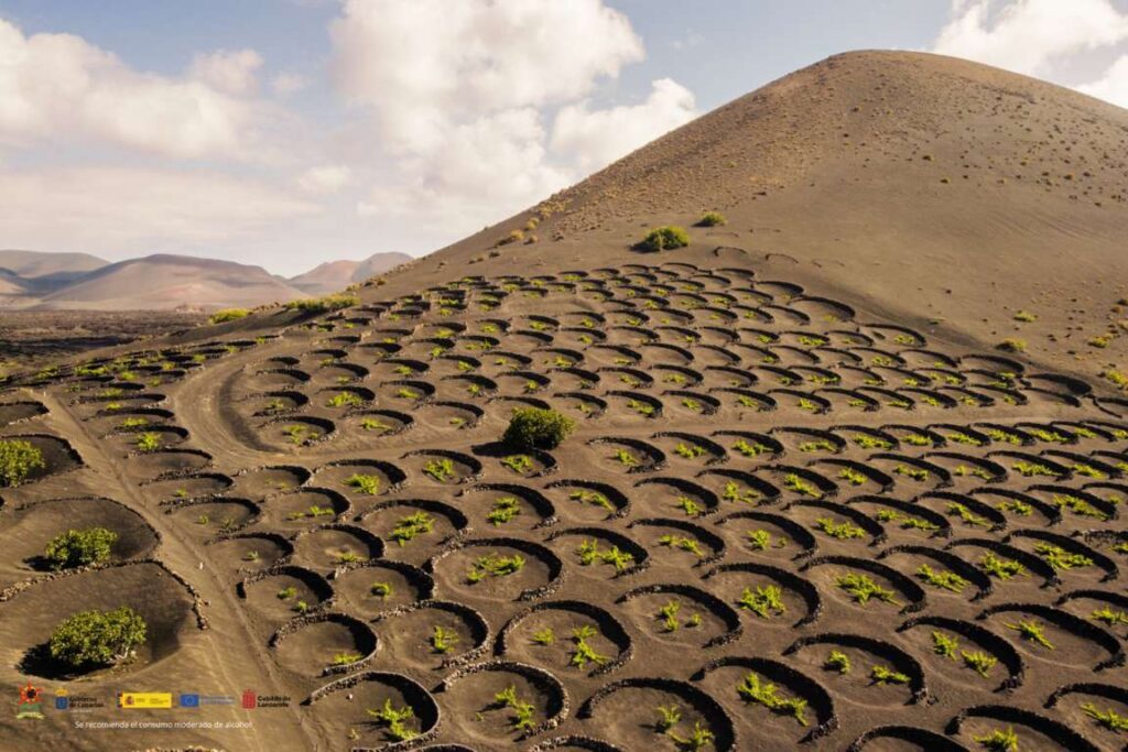 Viñedos en Lanzarote con parras en hoyos sobre ceniza volcánica