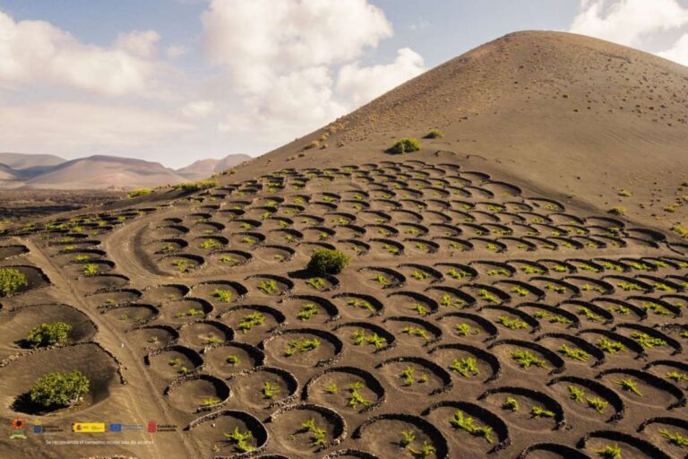 Viñedos en Lanzarote con parras en hoyos sobre ceniza volcánica