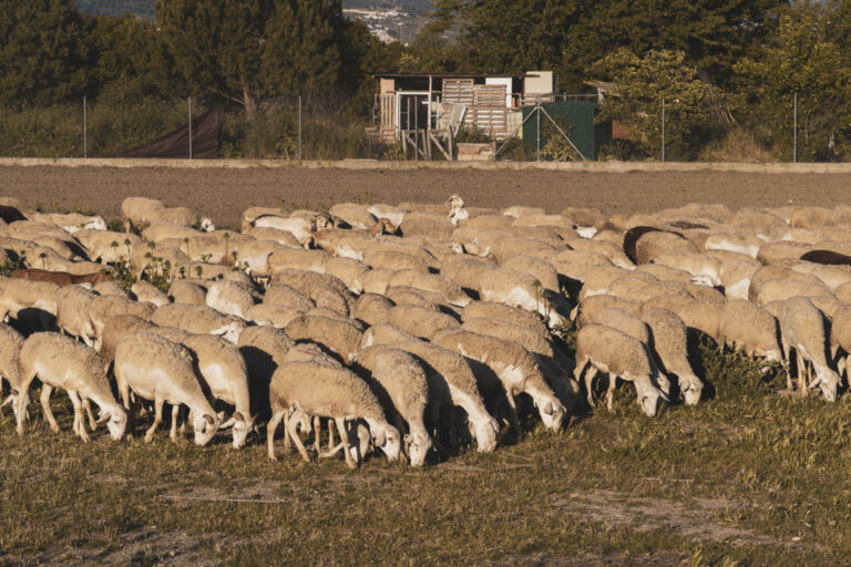 Rebaño de ovejas pastando en un campo abierto