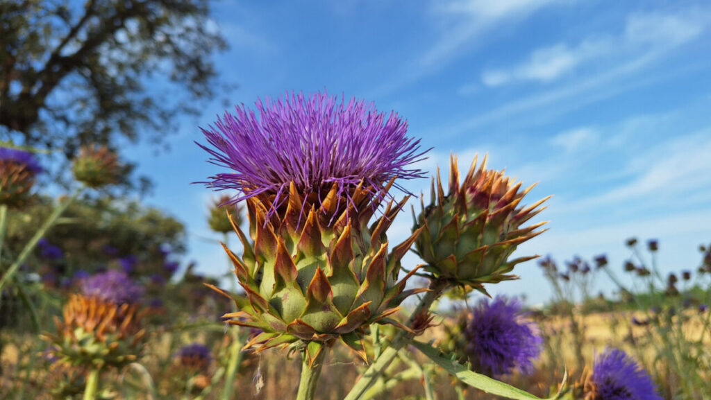Flor del cardo coagulante Cynara cardunculus en campo
