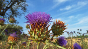 Flor del cardo coagulante Cynara cardunculus en campo