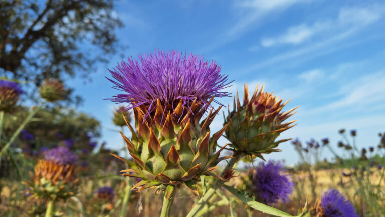 Flor del cardo coagulante Cynara cardunculus en campo