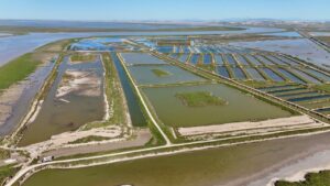 Vista aérea de esteros en el delta del Guadalquivir con agua y vegetación