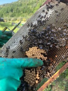 Un apicultor revisando un panal de abejas en el Valle del Oja