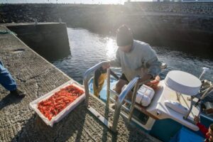 Hombre desembarcando camarones soldados en un puerto canario