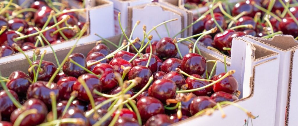 Cajas con cerezas frescas recolectadas en Güéjar Sierra