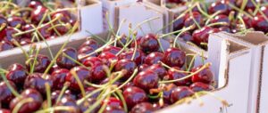 Cajas con cerezas frescas recolectadas en Güéjar Sierra