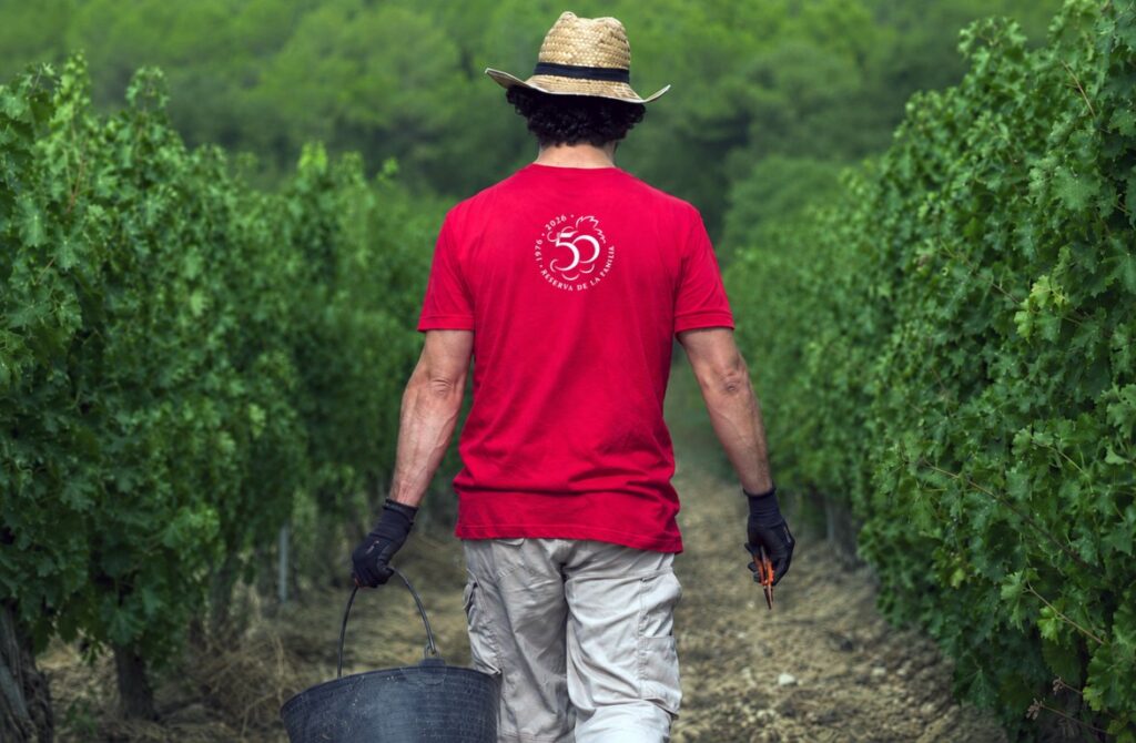 Trabajador en viñedo durante la vendimia nocturna de Juvé & Camps