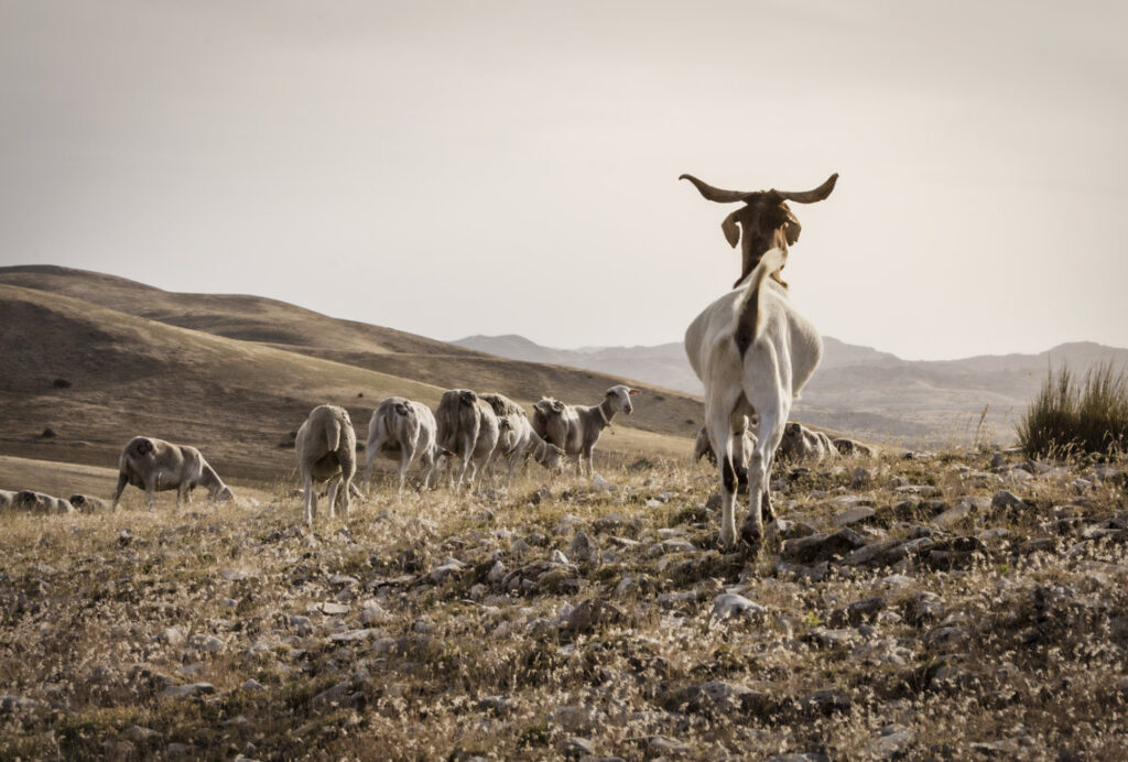 Ovejas y cabras pastando en un paisaje rural montañoso