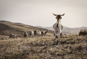 Ovejas y cabras pastando en un paisaje rural montañoso