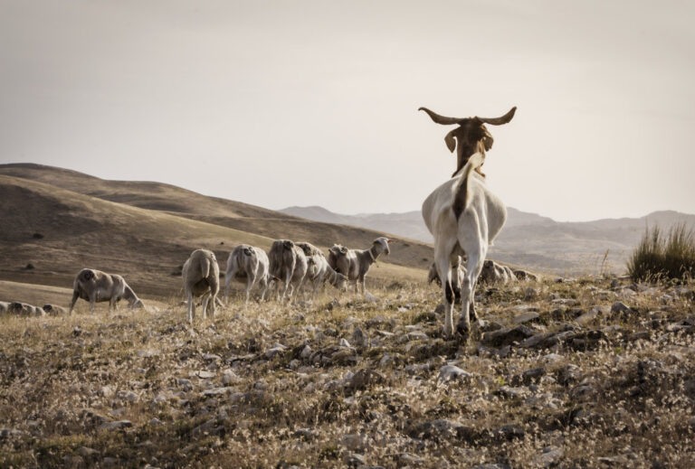 Ovejas y cabras pastando en un paisaje rural montañoso