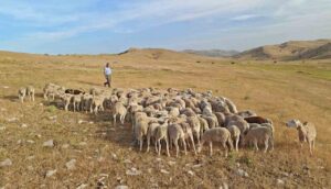 Pastor guiando un rebaño de ovejas en un paisaje rural