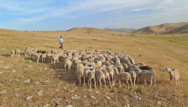 Pastor guiando un rebaño de ovejas en un paisaje rural
