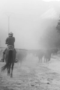 Hombre montando a caballo guiando ganado en un paisaje polvoriento