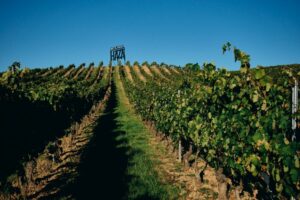 Viñedos de Condado de Haza en la Ribera del Duero