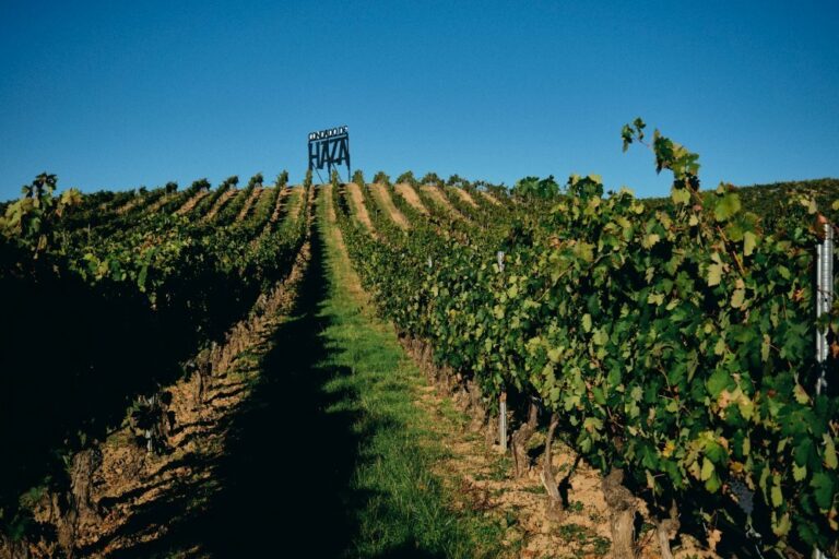 Viñedos de Condado de Haza en la Ribera del Duero