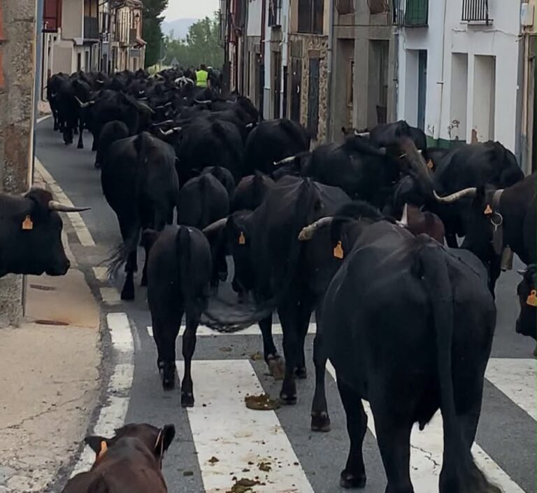 Vacas negras cruzando una calle durante la trashumancia en Puerto Castilla