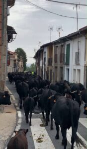 Ganado en una calle durante la trashumancia en Puerto Castilla