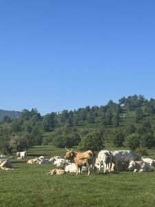 Vacas pastando en un prado verde en el Valle del Oja