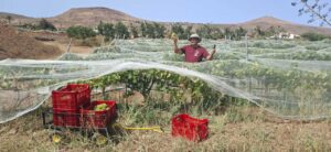 Hombre cosechando uvas en viñedo de Fuerteventura