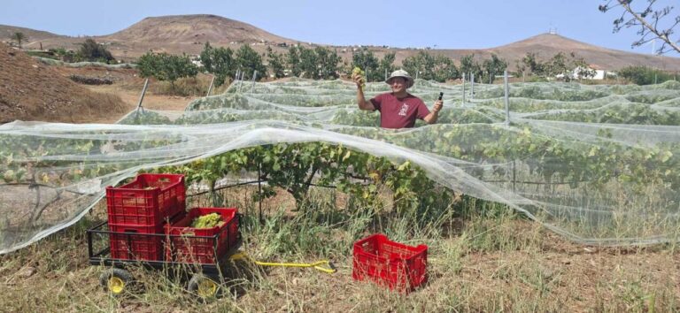Hombre cosechando uvas en viñedo de Fuerteventura