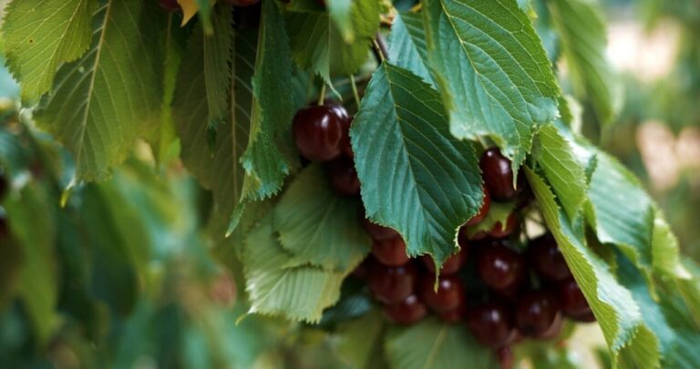 Cerezos con cerezas y hojas verdes en el Valle del Jerte
