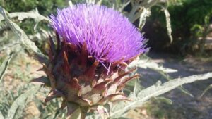 Flor del cardo Cynara cardunculus utilizada en la Torta del Casar
