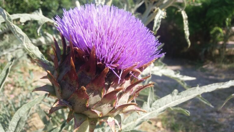 Flor del cardo Cynara cardunculus utilizada en la Torta del Casar