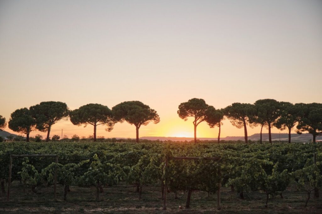 Atardecer en Finca Villacreces con viñedos y pinos