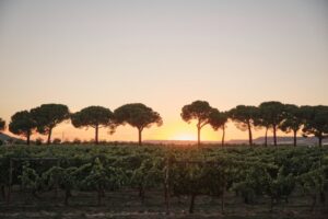 Atardecer en Finca Villacreces con viñedos y pinos