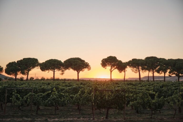 Atardecer en Finca Villacreces con viñedos y pinos