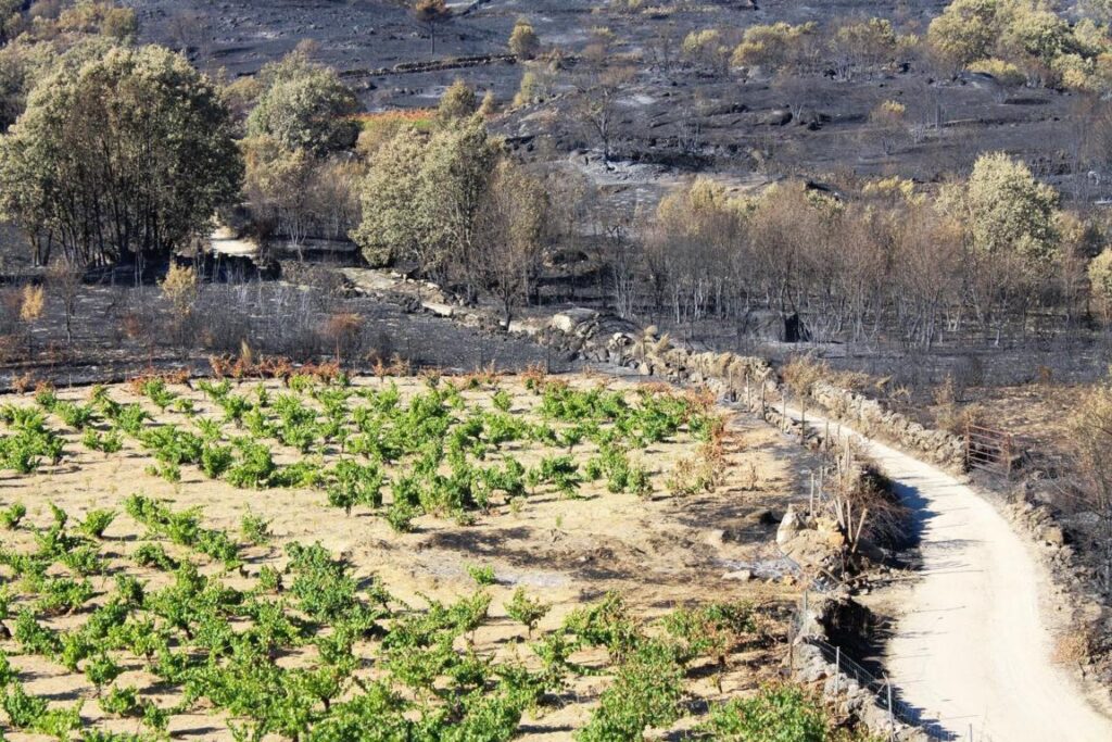 Viñedos afectados por incendios en la Sierra de Gredos