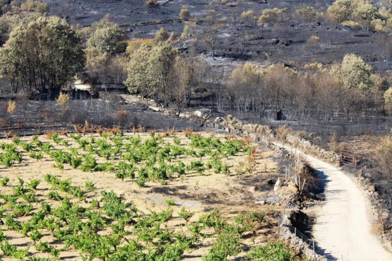 Viñedos afectados por incendios en la Sierra de Gredos