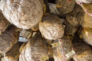 Culatello di Zibello DOP colgado en una bodega de curación