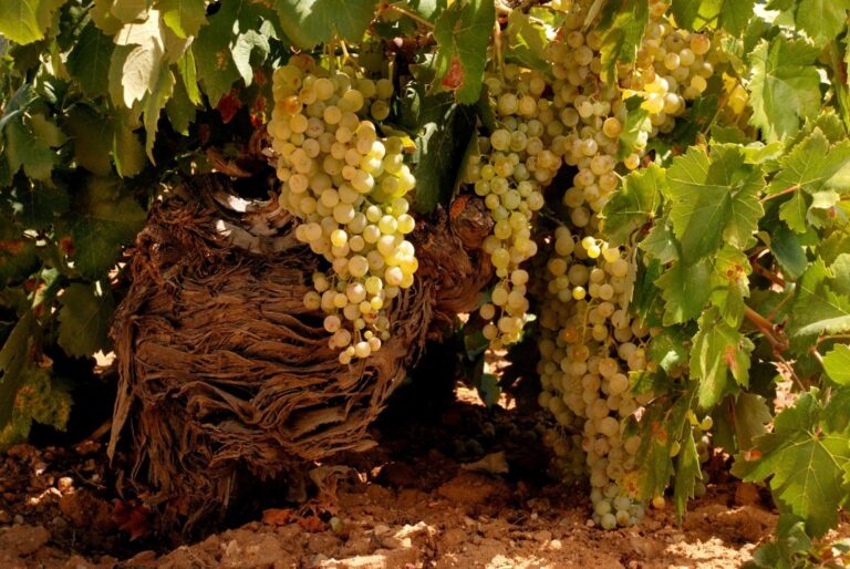 Racimos de uvas blancas en un viñedo de Valdepeñas