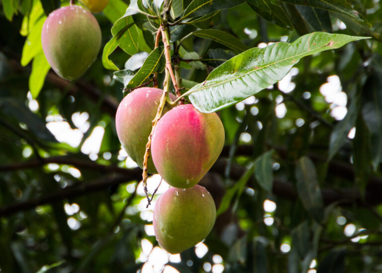 Mangos europeos cultivados en España colgando de un árbol.